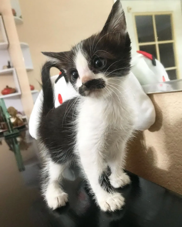 因為長了嘴一字胡，奶牛貓無人領養，卻因禍得福成了網紅