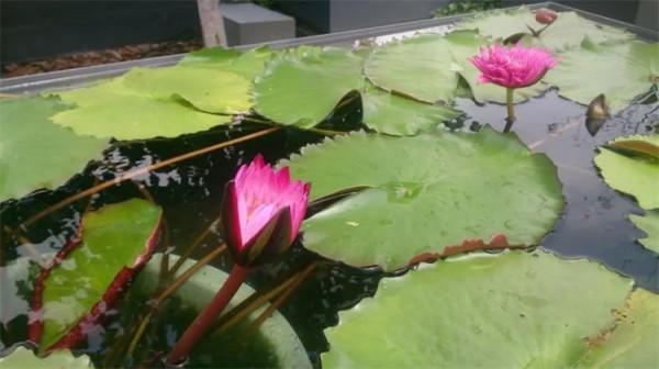 水缸裡如何種植睡蓮?加上“1物”事半功倍,鄉間尋常可見的植料 水缸裡如何種植睡蓮?加上“1物”事半功倍,鄉間尋常可見的植料