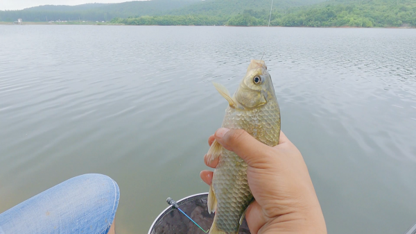 冬釣鯽魚小鉤細線沒有錯，為何卻頻頻切線跑魚？原來原因是這些