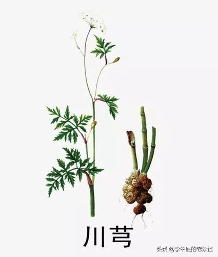 血中之氣藥&mdash;&mdash;川芎
