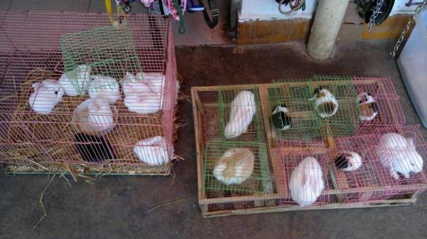 等待被交易的動物