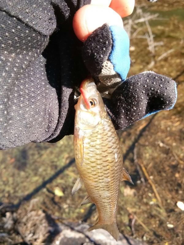 頻繁掛鉤斷線也未能阻止大板鯽爆護