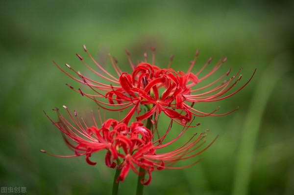 花草三不送,送了變仇人,不可否認,老祖宗說的話,真的有道理 花草三不送,送了變仇人,不可否認,老祖宗說的話,真的有道理