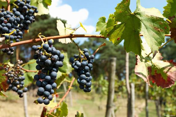 皺紋多半“討厭”這5類水果，女性常吃，或能滋養肌膚、顯年輕