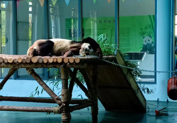 憨態可掬惹人愛！這樣的小可愛，誰能忍心拒絕呢？