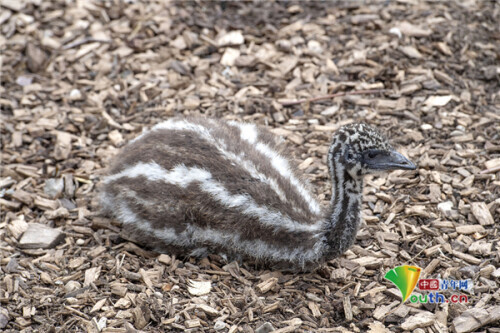 鴯鶓幼崽慘遭粗心父母“遺棄”與雞群建立暖心友誼