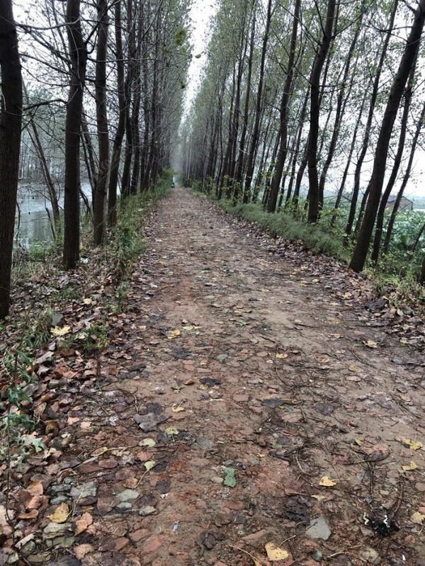 2021垂釣日誌之65,成子湖支流冒雨揮竿拿鯽魚 2021垂釣日誌之65,成子湖支流冒雨揮竿拿鯽魚