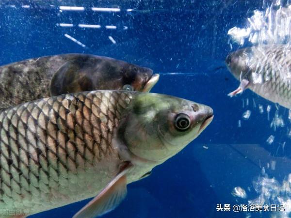 冬季進補這5種魚要多吃,滋補又驅寒,營養低脂,男女老幼都受益 冬季進補這5種魚要多吃,滋補又驅寒,營養低脂,男女老幼都受益