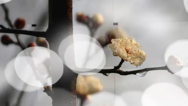 迎寒綻放！峰峰多處梅花盛開，一起去賞梅