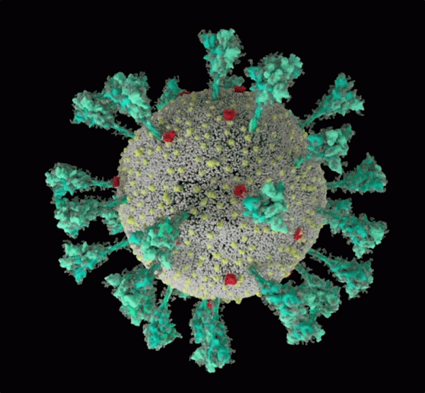 新冠病毒口服藥獲批