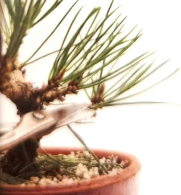 新手竟敢對黑松下手，18個月替它“逆天改命”，玩出盆景造型