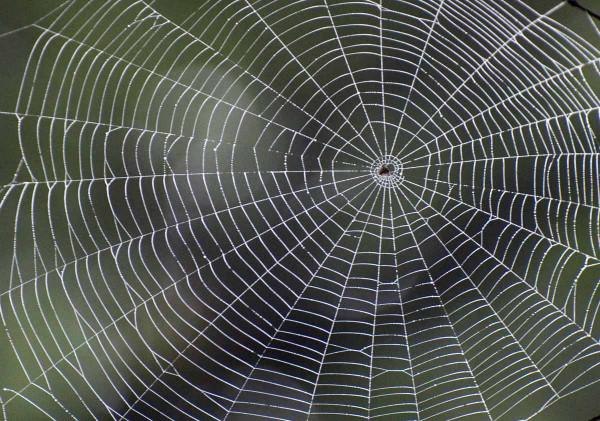 擁有超能力的蜘蛛:70000只就能讓波音747停下來? 擁有超能力的蜘蛛:70000只就能讓波音747停下來?