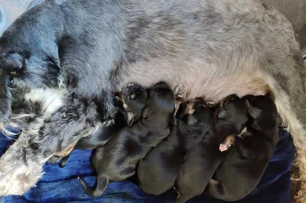 一隻天生缺陷的狗崽，努力活了68天，在“安樂”中離開