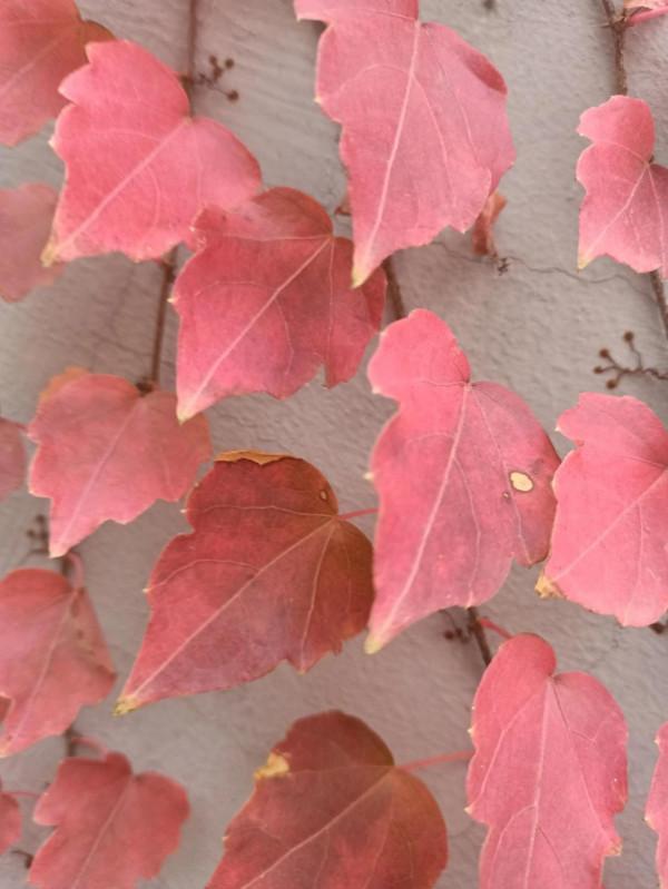 花花草草圖 花花草草圖