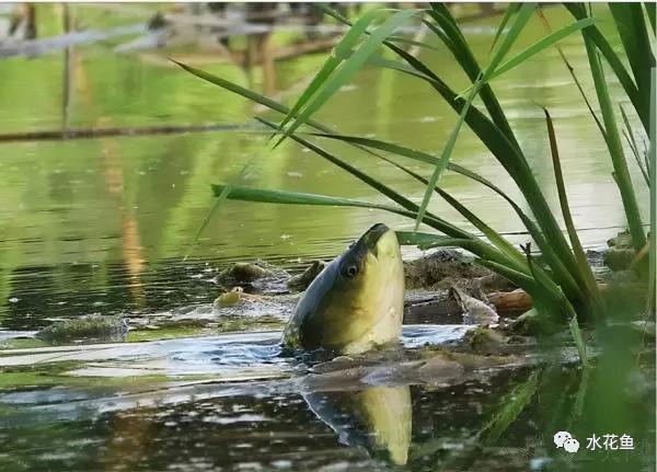 水生動物圖文欣賞(5)——四大主要食性魚類與五小類食性魚類 水生動物圖文欣賞(5)——四大主要食性魚類與五小類食性魚類