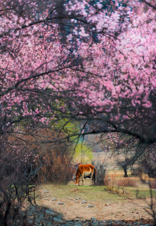 ​陽春3月，草長鶯飛！3月最值得去的12個旅行地，不需攻略，不費錢