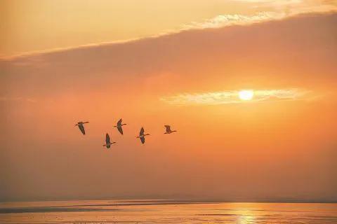 安徽的冬日“南飛候鳥”