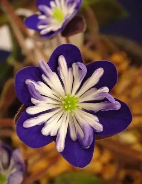 雪割草，漂亮而名貴的花