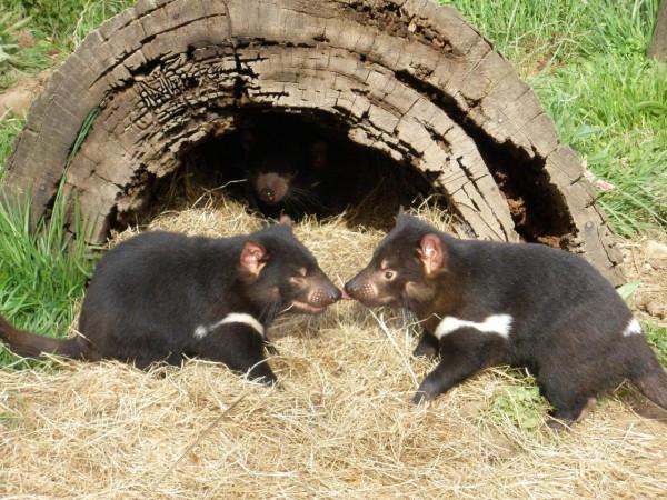 癌症能自行消除？在被稱為“惡魔”動物的身上，科學家發現了秘密