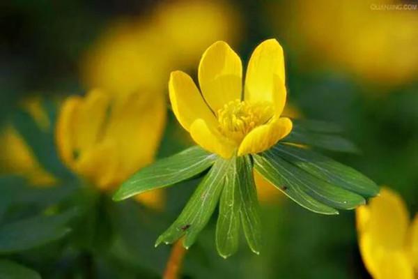 冬菟葵～頂生一朵黃花，花期冬季至早春