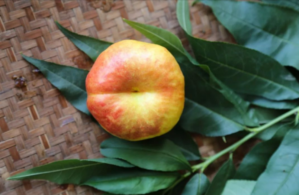 一畝田釋出水果新品種報告：紅肉蘋果、粉紅菠蘿等22個新品種入選