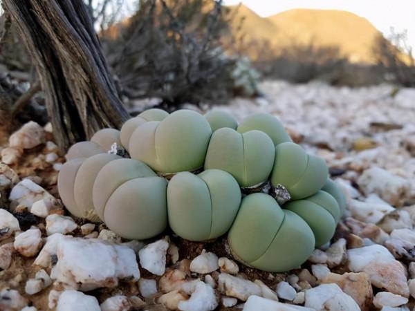 世界那麼大，多肉那麼美，我們一起去看看吧 | 南非多肉欣賞