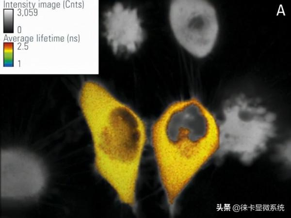 徠卡共聚焦課堂第11講：熒光壽命成像與熒光共振能量轉移