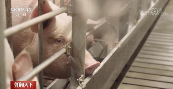 豬肉價格一降再降 尚未探底!咋回事? 豬肉價格一降再降 尚未探底!咋回事?