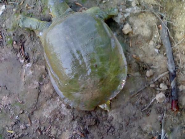 秋季來回幾種魚都釣膩了，換換口味，釣甲魚的全套攻略送給大家