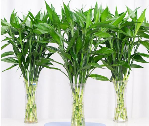 家裡陽光太少，可養7種喜陰花，沒有光照也能長好