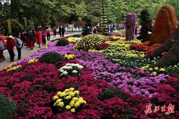 炫彩菊花遊人醉