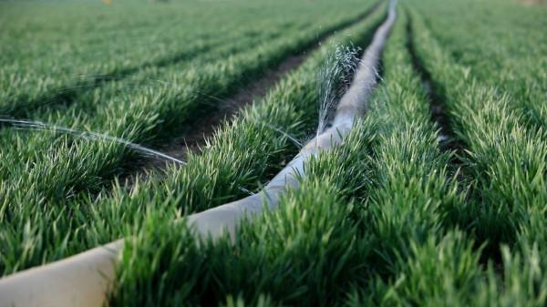 學會適當鎮壓,壓實土壤防凍害,小麥種植戶要注意 學會適當鎮壓,壓實土壤防凍害,小麥種植戶要注意