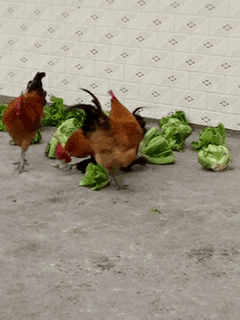 34張罕見動物照：烏龜衝上岸把鳥兒拖下水，山羊大口吞食小雞仔