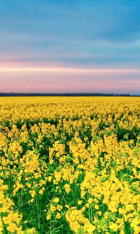 分享圖片，春天來了，滿山遍野的油菜花開了