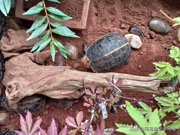 18種常見的烏龜，每種都有自己的特色，你喜歡哪種呢？