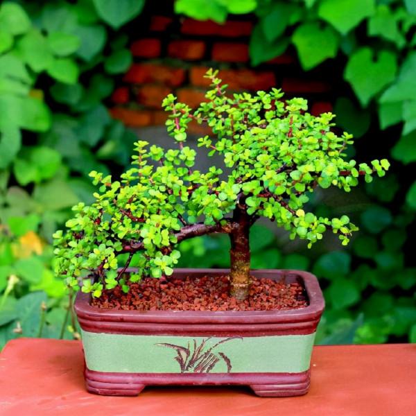 11種花得窮養,用小盆,少澆水,反而更精神 11種花得窮養,用小盆,少澆水,反而更精神