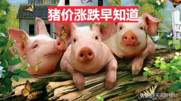 豬價行情！多地上漲！2021.12.25 豬價漲跌早知道