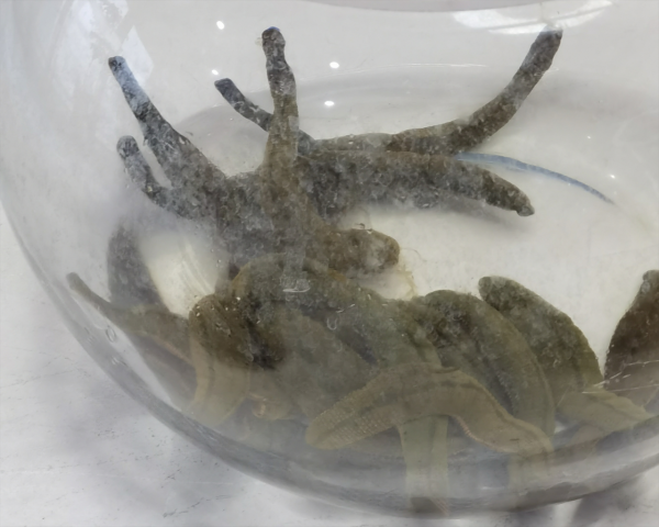 靠賣原料生存，天然水蛭素開發，我們為什麼輸給歐美日本？