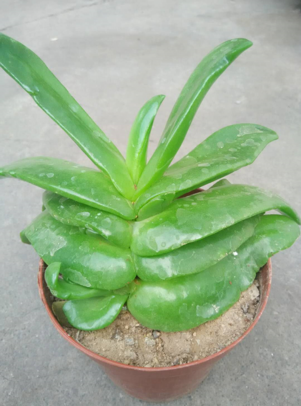 5種霸氣花，個個“醜八怪”卻吉利鎮宅，丟在角落不管，一樣爆棚