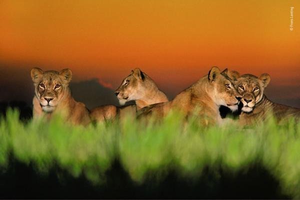 2018年度最佳野生動物攝影作品圖集