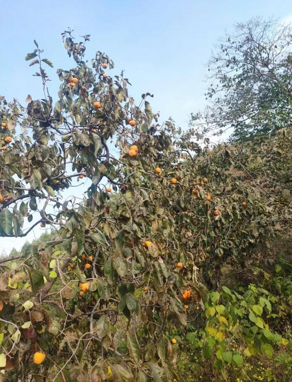 抗日往事(二) 抗日往事(二)