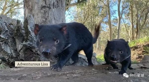 紀錄動物：消失三千年的“小惡魔”，回來了