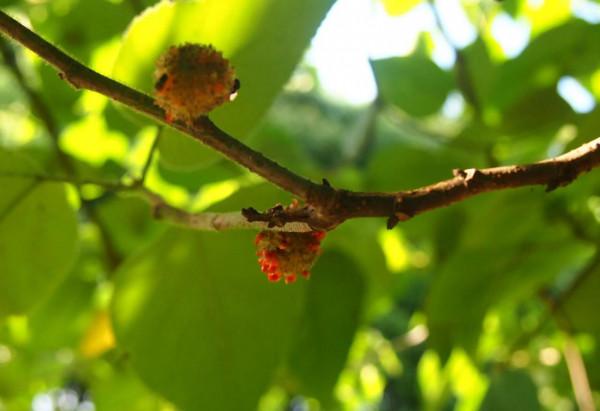 分享圖片——最美的鳥語花香集錦