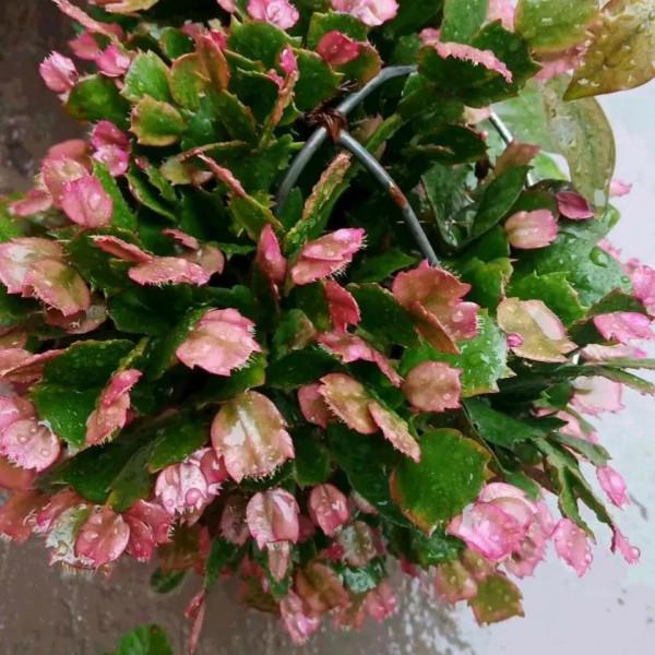 君子蘭蟹爪蘭不開花,虐一虐,關小黑屋,很快能解決 君子蘭蟹爪蘭不開花,虐一虐,關小黑屋,很快能解決