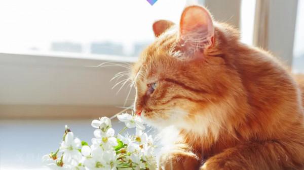 人生修行,從養一隻貓開始吧 人生修行,從養一隻貓開始吧