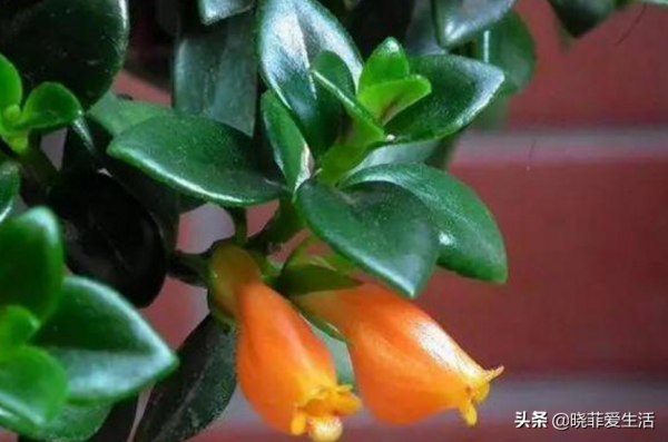 適合客廳養的“4種花”,少曬太陽、少澆水,開花越旺“人也旺” 適合客廳養的“4種花”,少曬太陽、少澆水,開花越旺“人也旺”