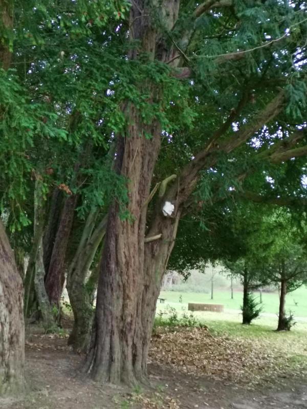 可愛的白色小精靈