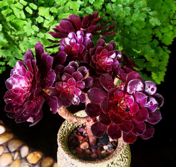 秋天的多肉還“瘦不拉幾”，學會4個方法，多肉胖乎乎招人愛