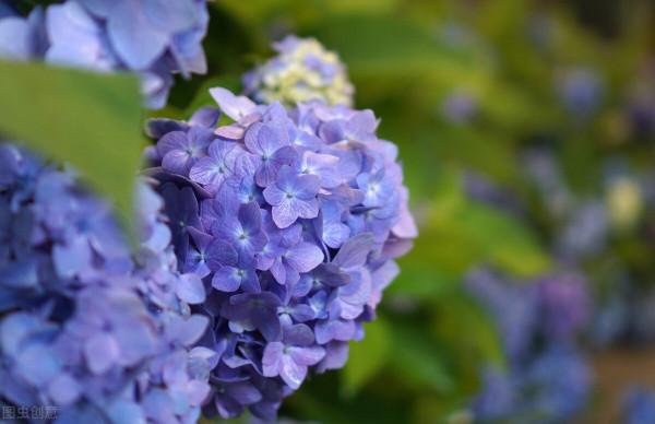 修剪這3種繡球花,記住3個詞,小白也能養出滿樹繁花 修剪這3種繡球花,記住3個詞,小白也能養出滿樹繁花