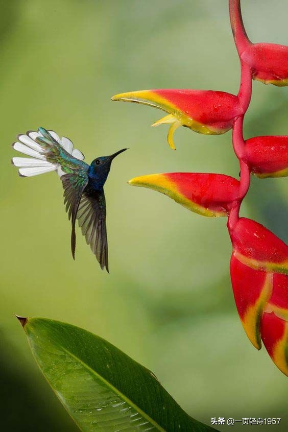 蜂鳥,大自然的精靈 蜂鳥,大自然的精靈